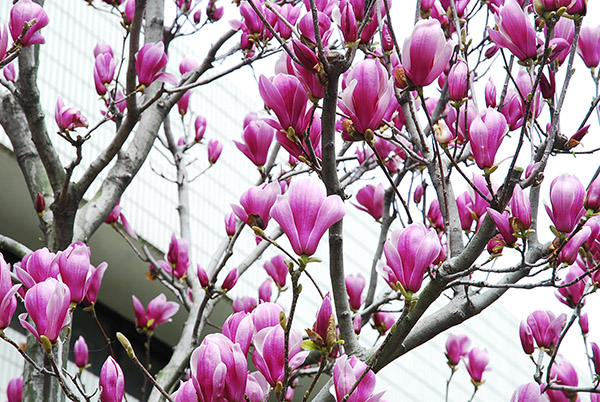 美丽校园  春意盎然