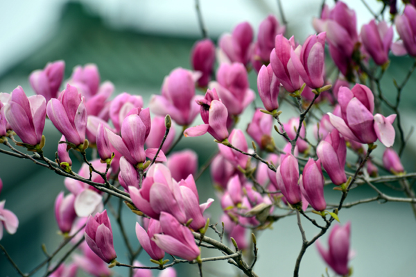 鲜花盛开的校园