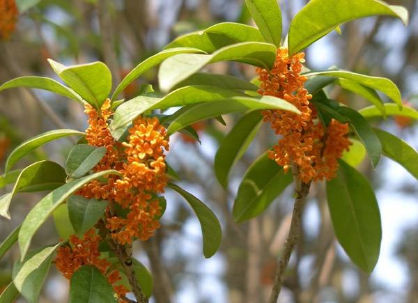 海中校园丹桂飘香